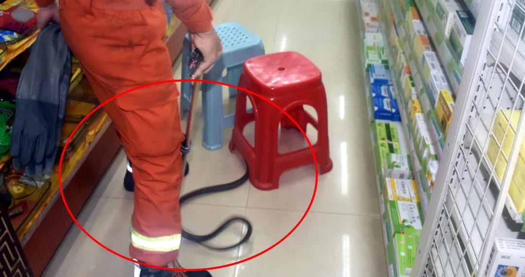 藥店進蛇